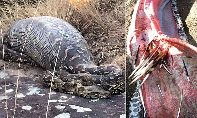 African rock Python eats a 13.8 kg Porcupine and dies